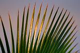 Palm Frond_33218